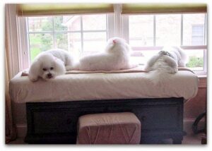 Dog Beds For Shedding