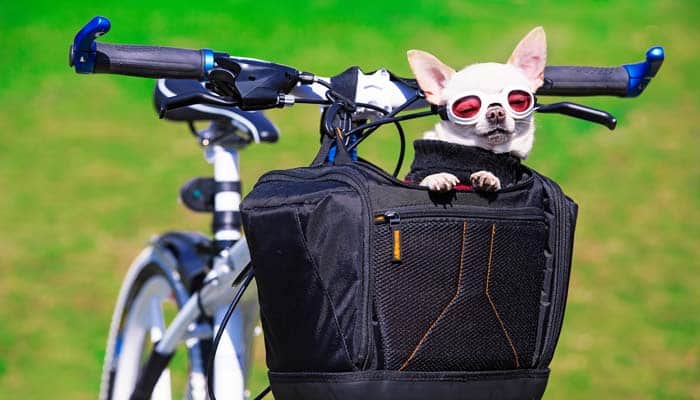 Best Dog Bike Carriers