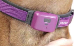 GPS Dog Collars For Small Dogs