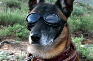 Goggles For Dog Sledding