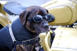 Protective Eye Goggles For Dogs