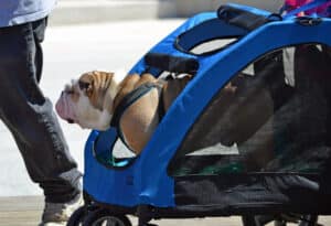Strollers For Bulldogs