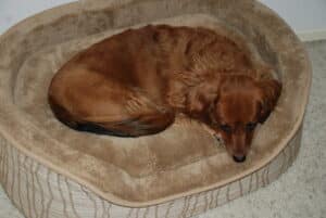 Washable Dog Beds For Large Dogs