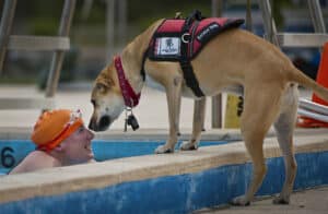 Water Goggles For Dogs