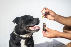 CBD For Dogs, Essential Things To Know