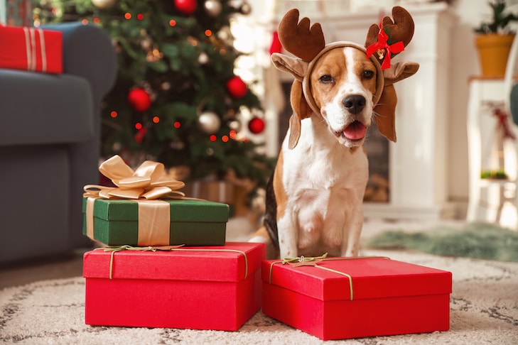 What To Get A Dog For Christmas