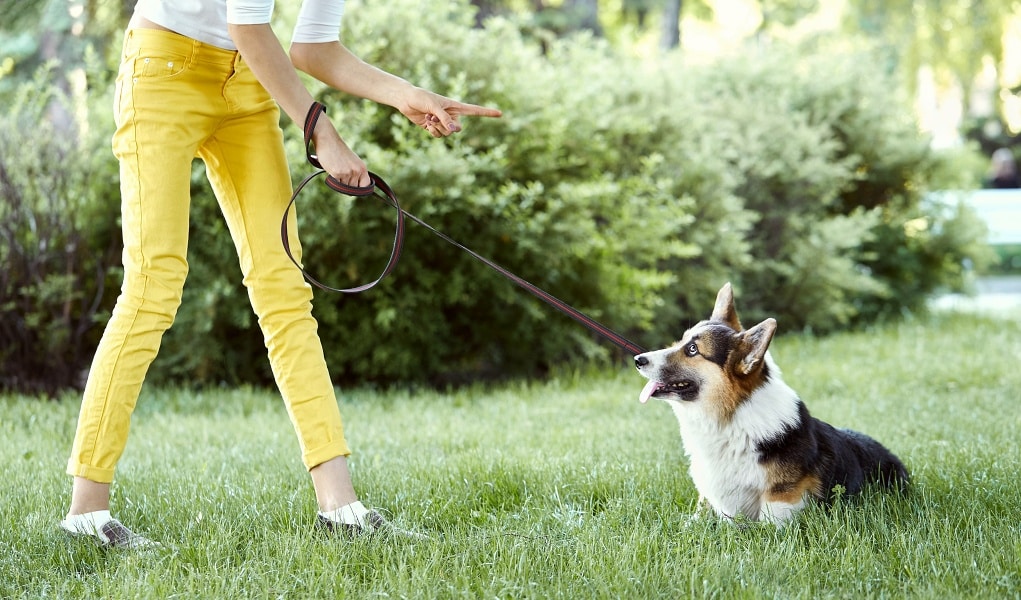 12 Reasons Your Dog Is Shaking Their Head