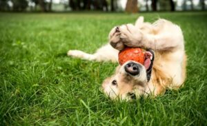 Dog Toys Needed To Keep Your Dog Active And Happy