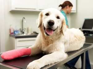 Essential Types of Equipment to Better Take Care Of Your Dog