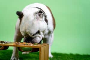 How to Choose the Best Fresh Food For Dogs: Everything You Need to Know