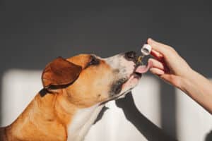 What to Know Before Giving CBD Oils to Your Dog