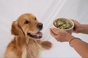 Healthy Food Tips For Dogs