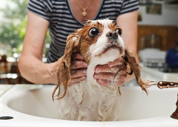 How To Properly Bath Your Puppy For The First Time