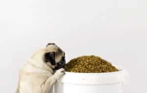 How To Store Your Dog Food The Right Way