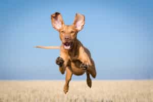 How to Tire Any Super Energetic Dogs Fast