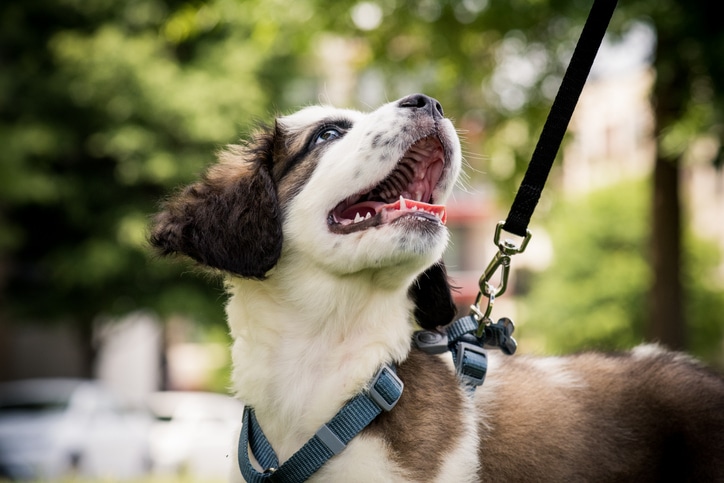 How to Train a Dog in a Harness