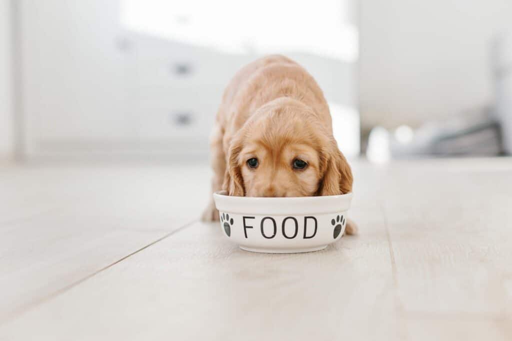 Introducing your dog to a healthy diet