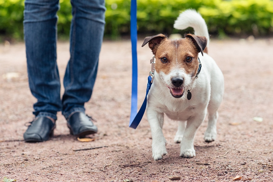 Choose the Right Gear for Walking Your Dog
