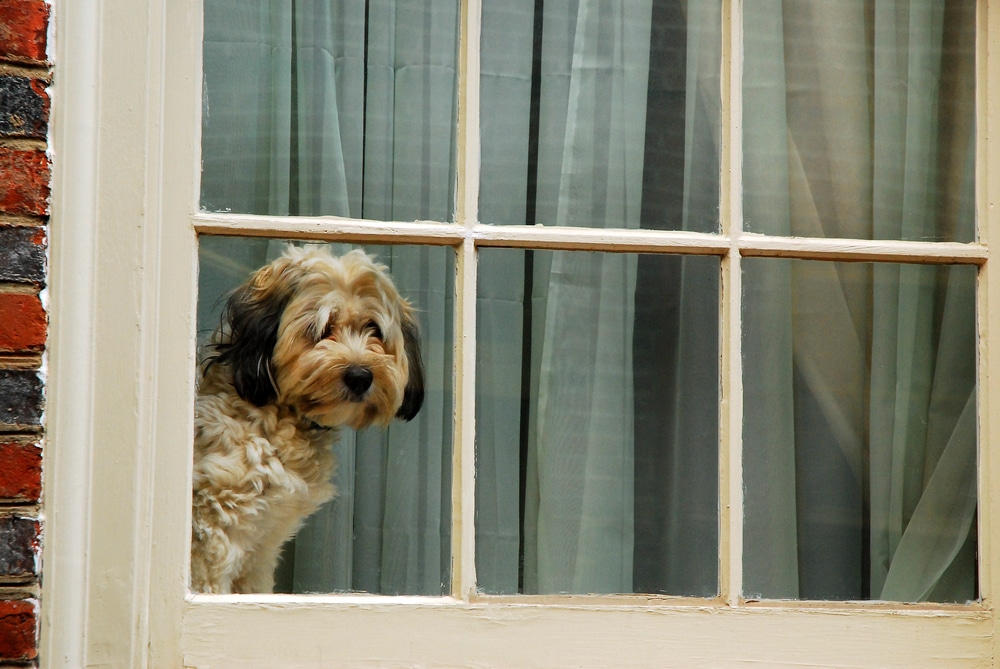 Solutions to reduce and stop dog separation anxiety