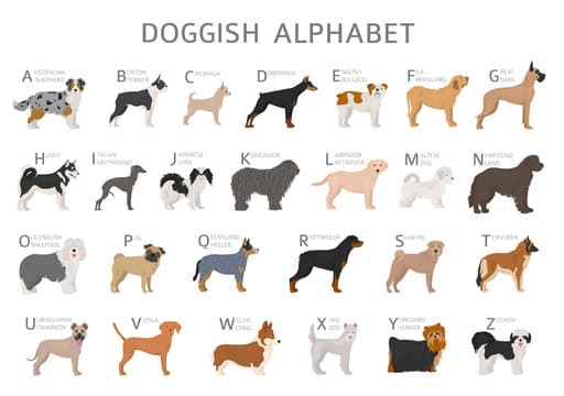 Types of Dogs