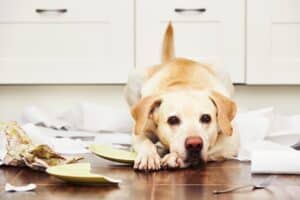 What To Do When Dogs Are Misbehaving