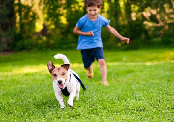 What to do if your dog runs away