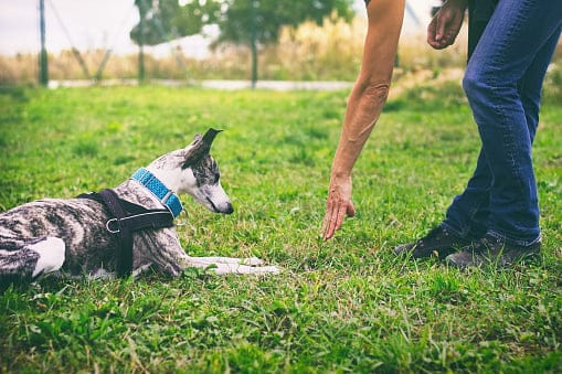 Which type of training is best for a dog