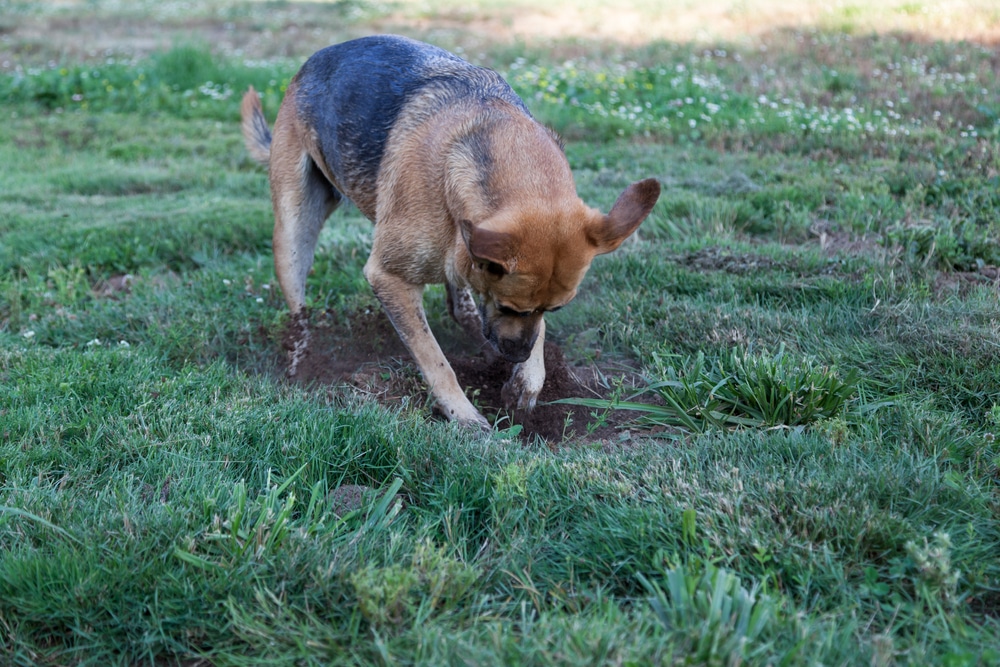 dog is digging in the yard