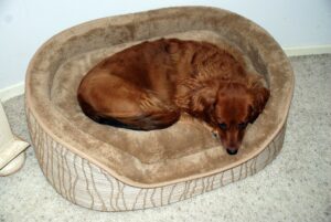 Comfy Dog Beds