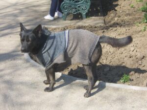 Dog Coats For Staffy