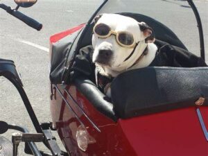 Motorcycle Glasses For Dogs