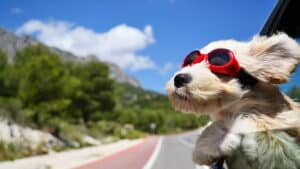 Pilot Goggles For Dogs