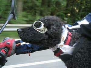 Riding Goggles For Dogs