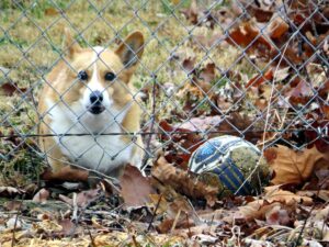 Underground Fences For Stubborn Dogs