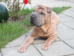 Pet Steps For Chinese Shar-Peis