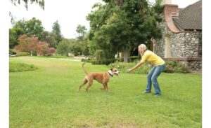 PetSafe Wireless Pet Containment Systems