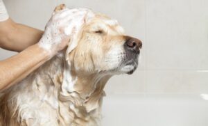 Soothing Dog Shampoos