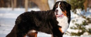 Pet Steps For Bernese Mountain Dogs