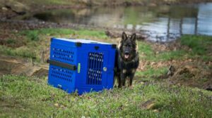 Crates For Husky