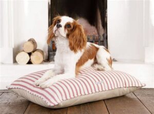 Dog Beds For Cavalier King Charles Spaniel