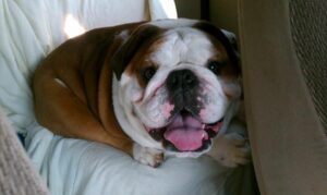 Dog Beds For English Bulldogs