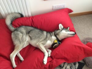 Dog Beds For Huskies