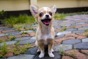 Pet Steps For Chihuahuas