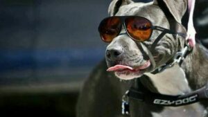 Sun Goggles For Dogs