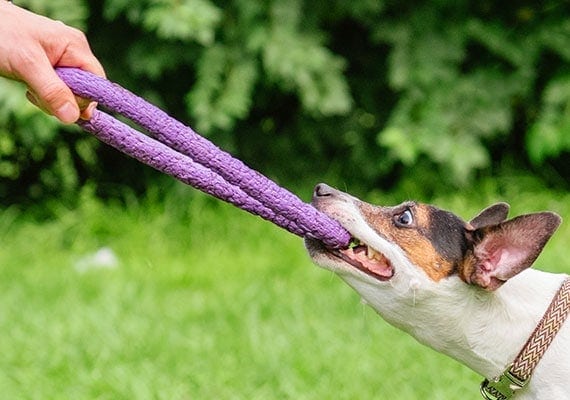 20 DIY dog toys dog owners can make at home