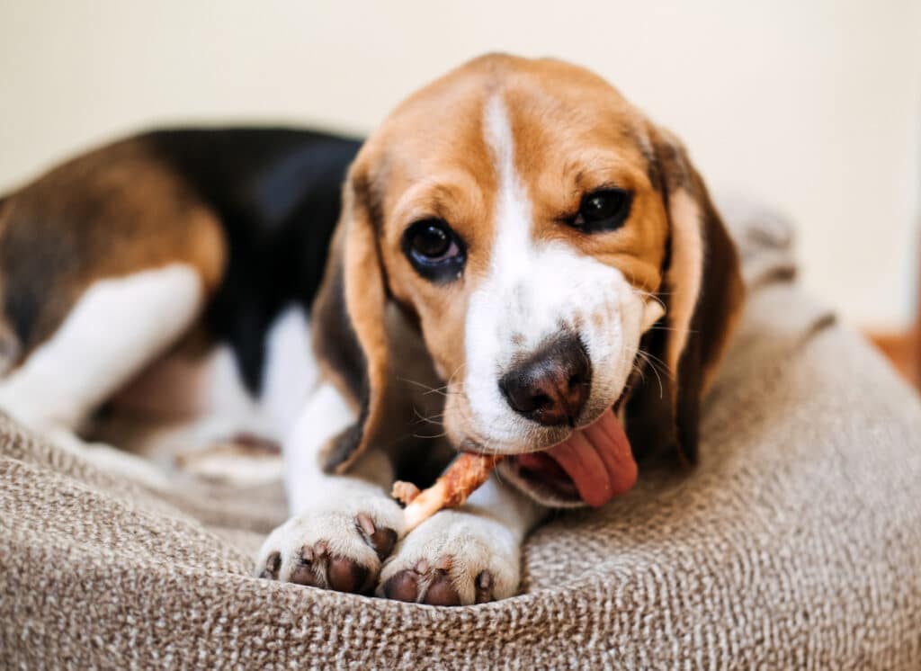 All Things About Dog Chewing & Biting Problem, and How to Solve This Problem in Dogs