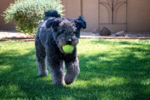 Dog Training On How to Fetch
