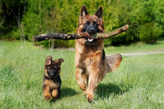 How To Train German Shepherd The Right Way