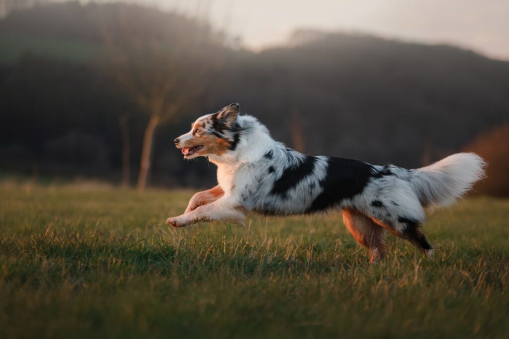 10 Simple Steps to Improve Your Dogs Recall