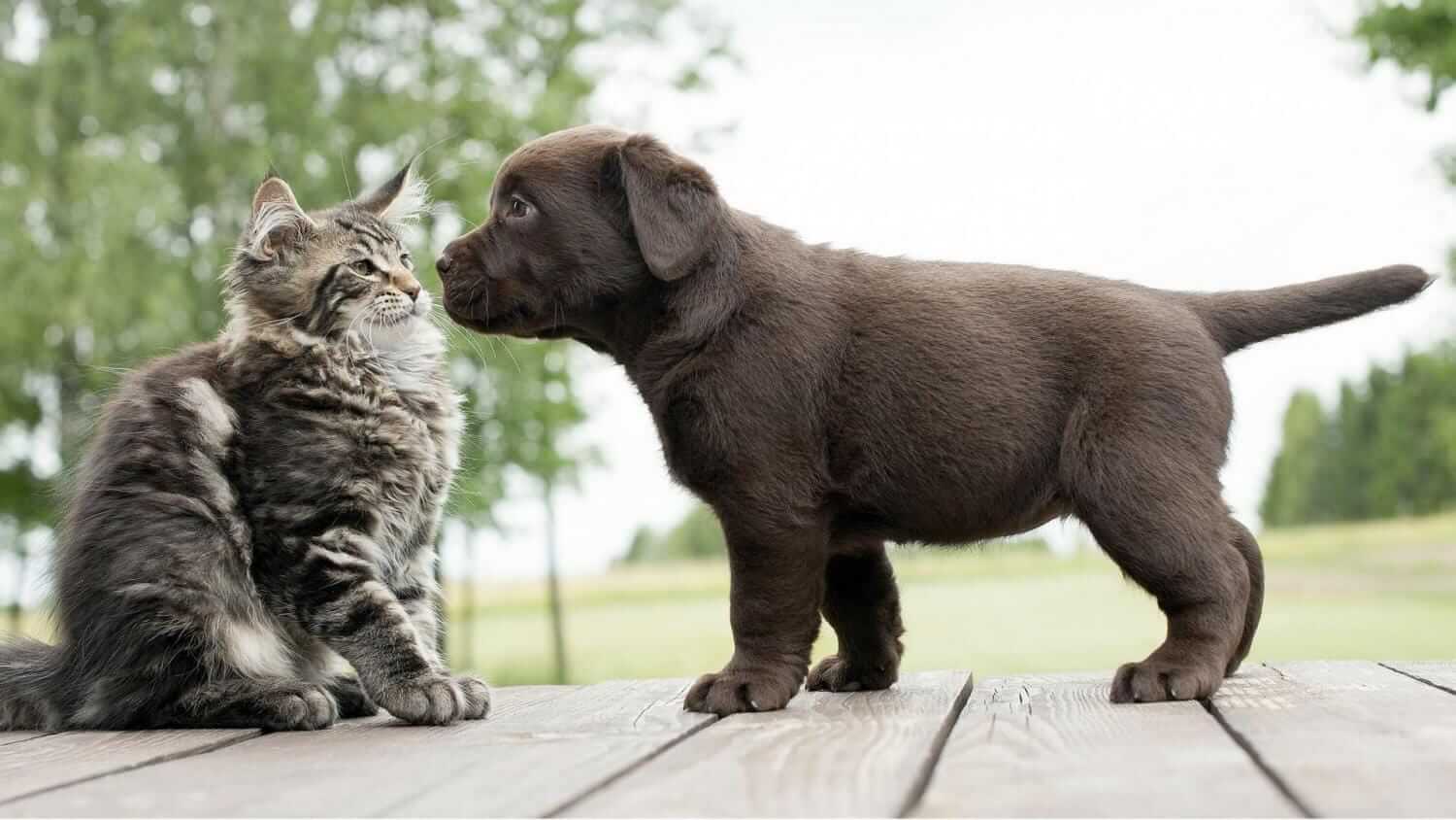 How You Make Dog and Cat To Get Along